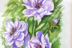 amelia_008