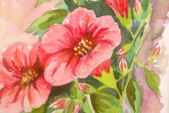 amelia_010