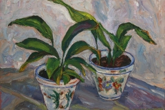 aguera_484