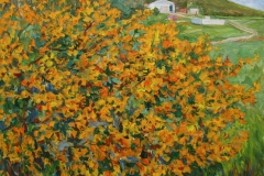 aguera_564